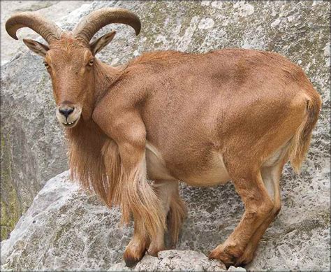 what animal is barbary sheep